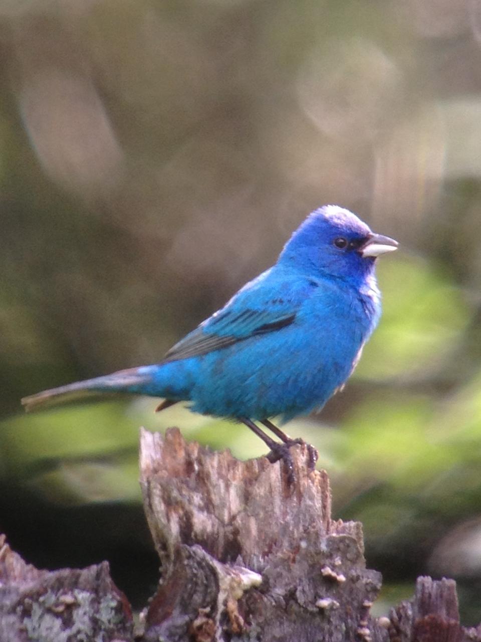 Indigo Bunting