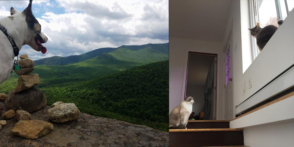 Sam T. Dog happily on a summit vs. Howard & Whitey bored at the top of the stairs.