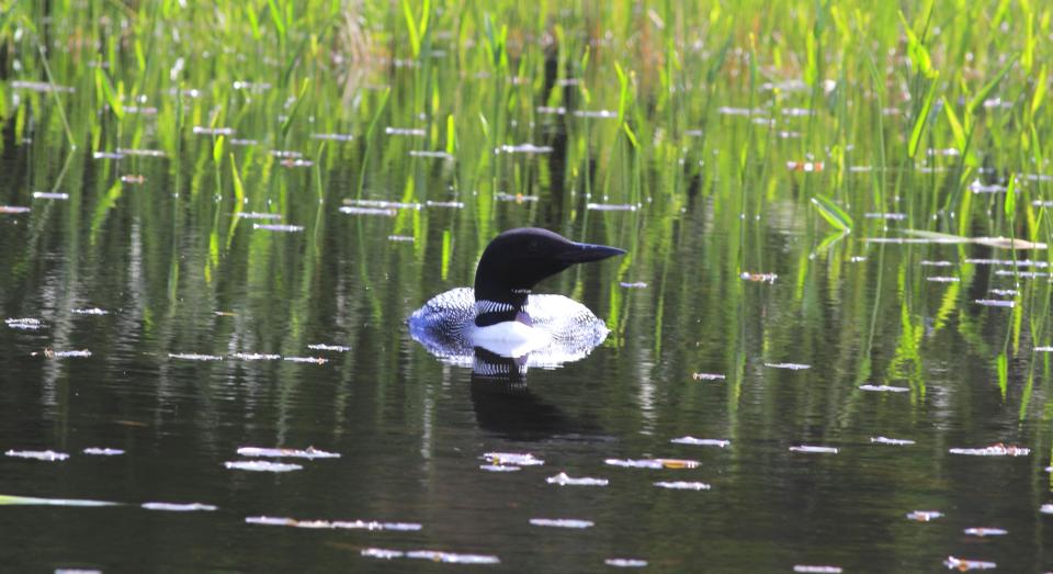 Loon Adirondacks