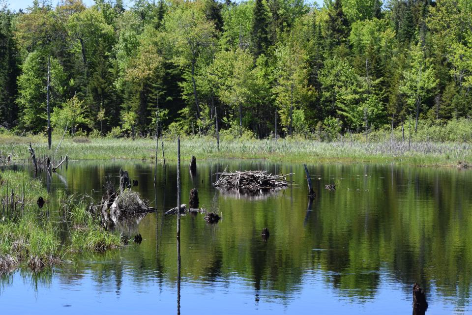 Beaver Lodge Kunjamuk Cave