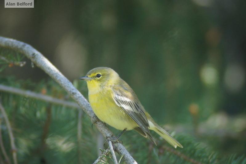 Pine Warbler