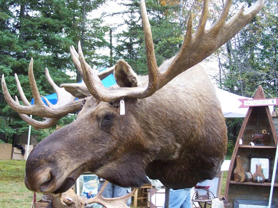 Great Adirondack Moose Festival