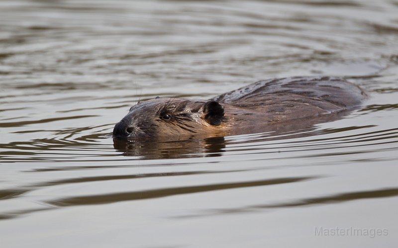 Beaver - Larry