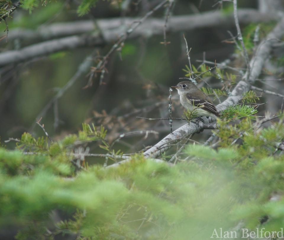 Alder Flycatchers sang and called along the stream.