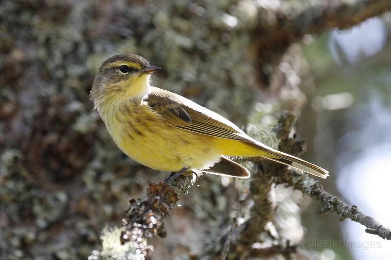 We had a number of Palm Warblers at Sabattis Bog. Image courtesy of www.masterimages.org.