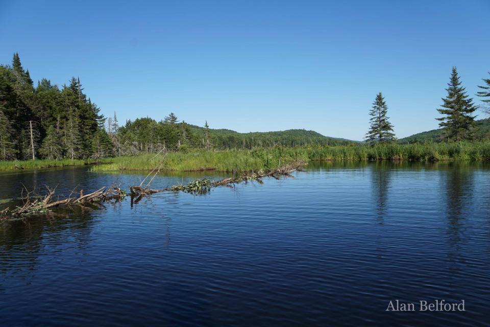 The beaver dam looking toward County Line Flow.