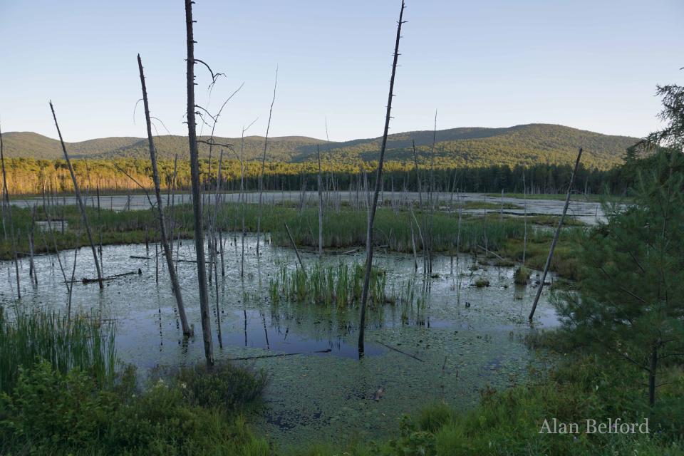 Shaw Pond was beautiful in the evening light - and there were lots of birds there as well!