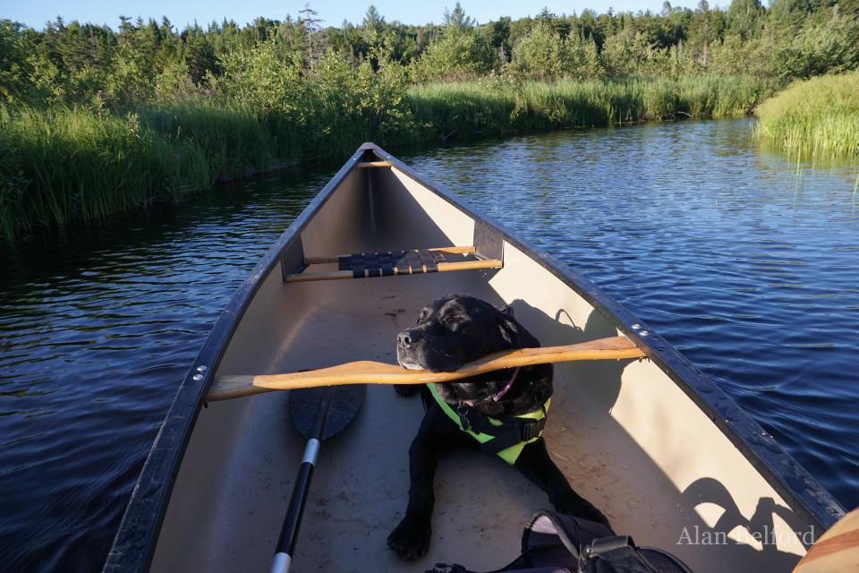 After a busy day, Wren dozed while I paddled.