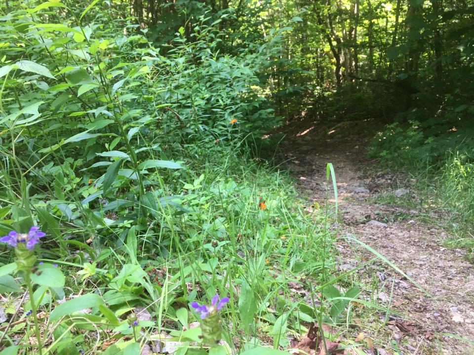 Wildflowers on the trail