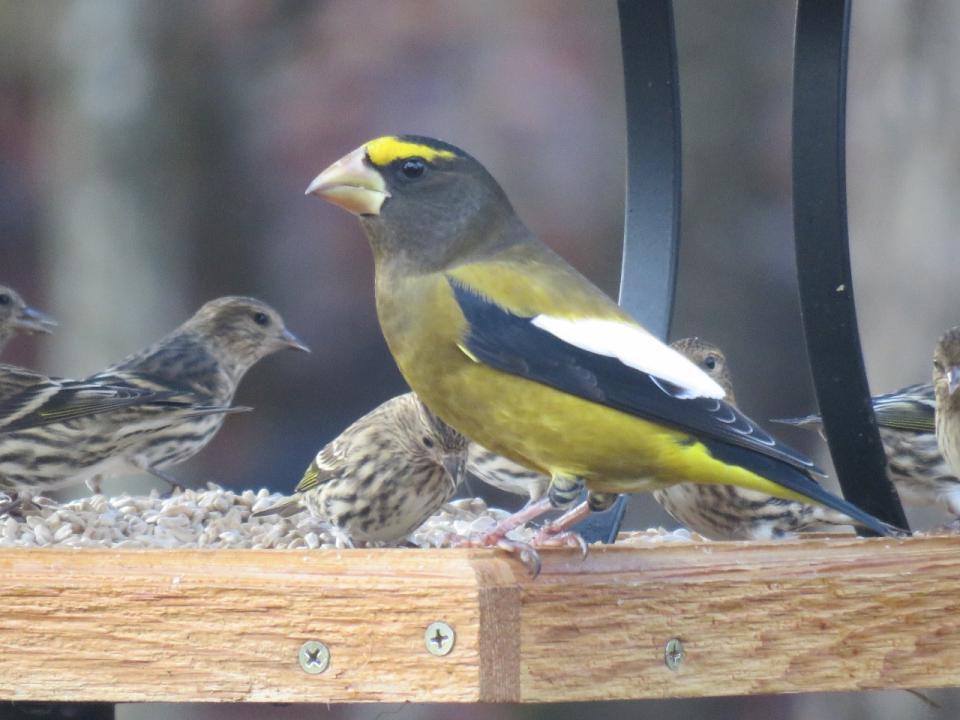 Evening Grosbeak. Photo by Joan Collins