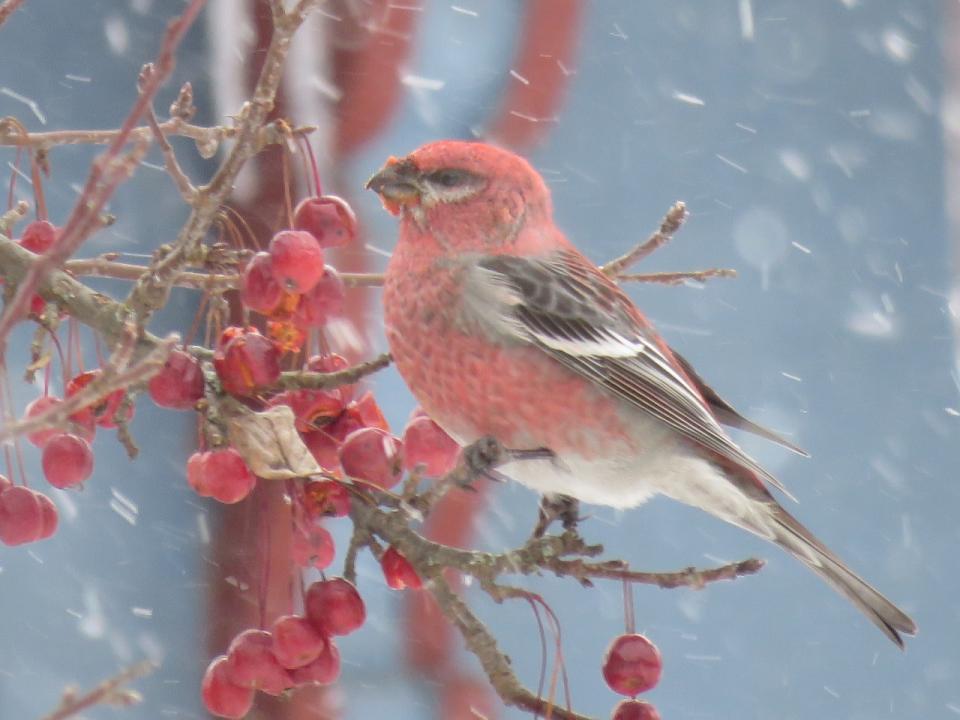 Male Pine Grosbeak, Photo by Joan Collins