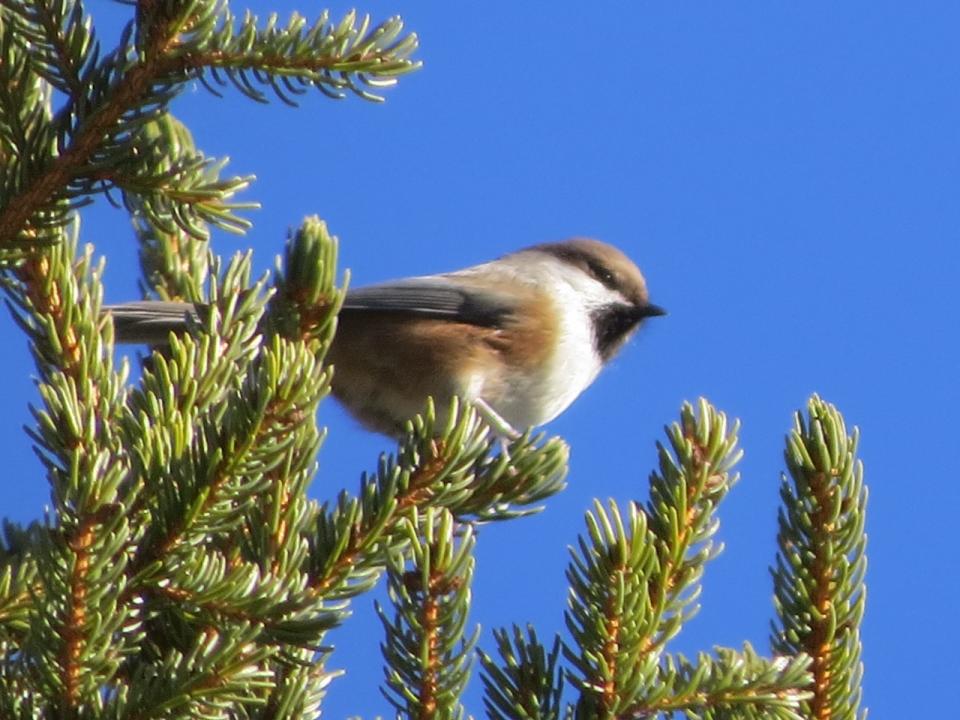 Boreal Chickadee. Photo by Joan Collins