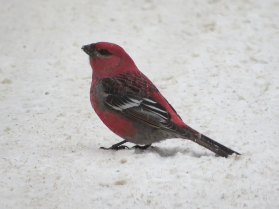 Male Pine Grosbeak gritting. Photo by Joan Collins