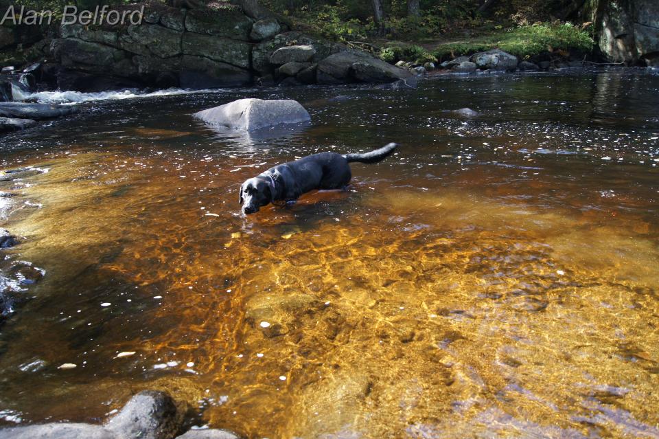 Wren cools off at the pool at South Inlet Falls.