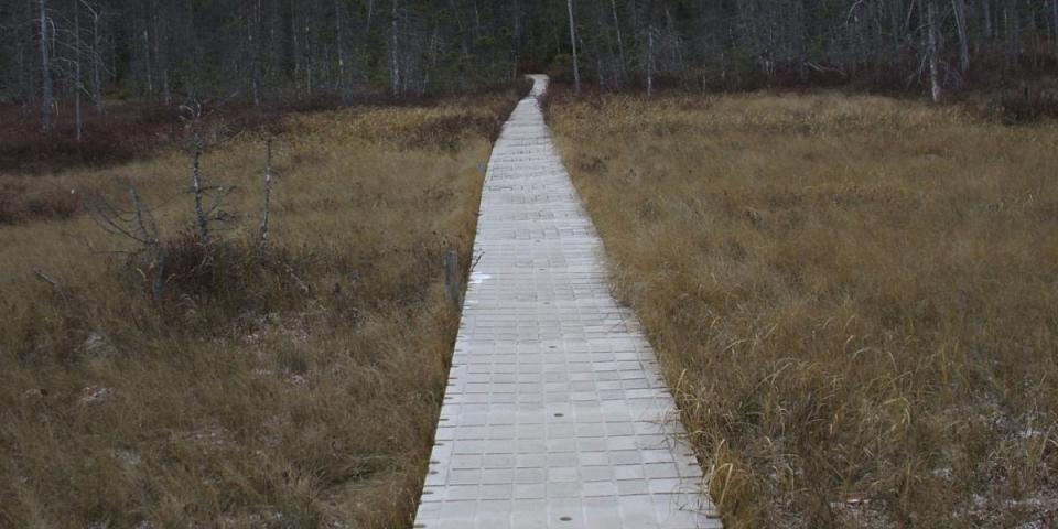 Boardwalk - Ferd's Bog