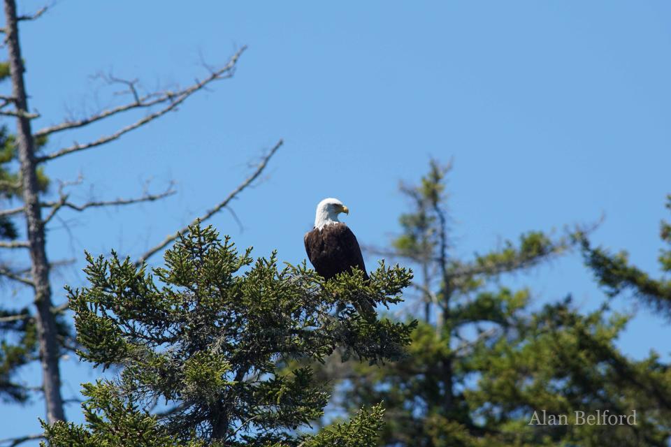 Bald Eagles can be found on any of these paddles.