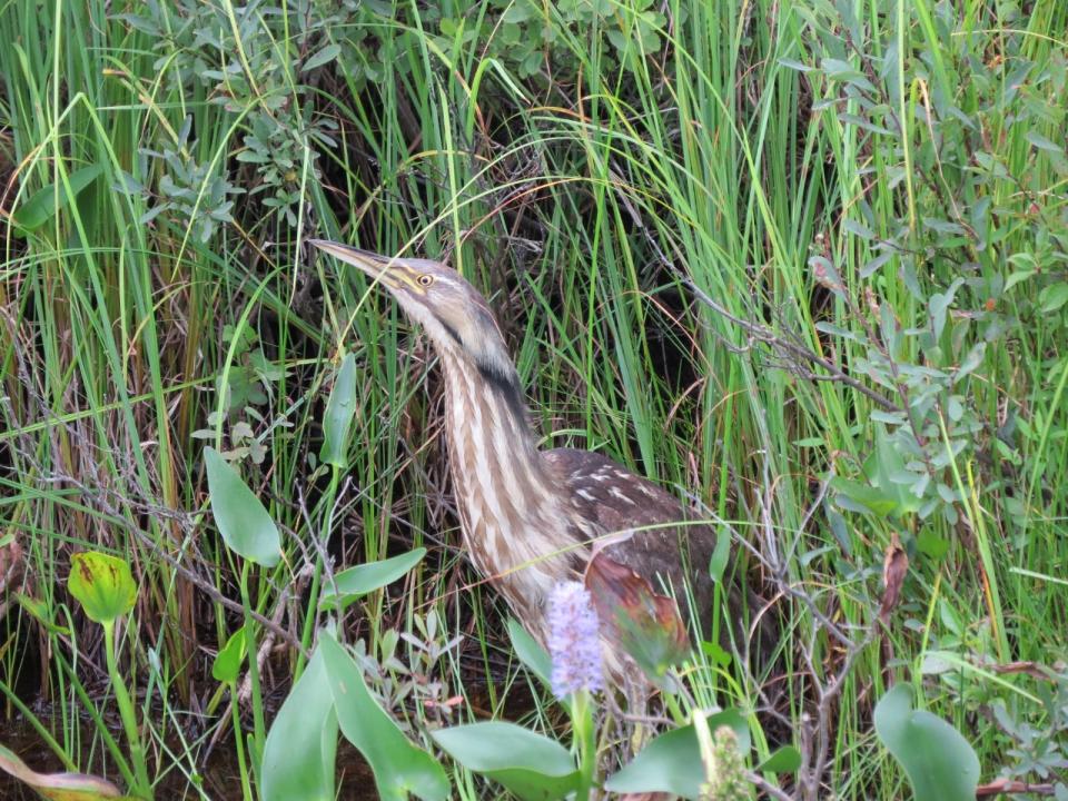 American Bittern. Photo by Joan Collins