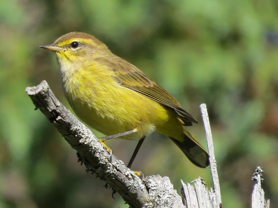 Palm Warbler at Sabattis Bog. Photo by Joan Collins