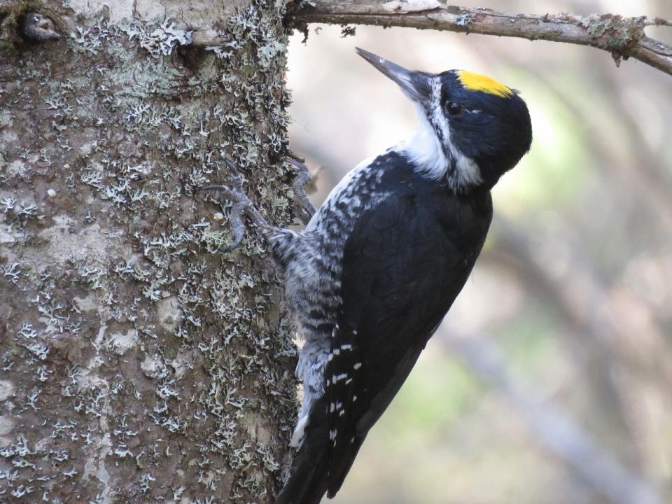 Male Black-backed Woodpecker.  Photo by Joan Collins