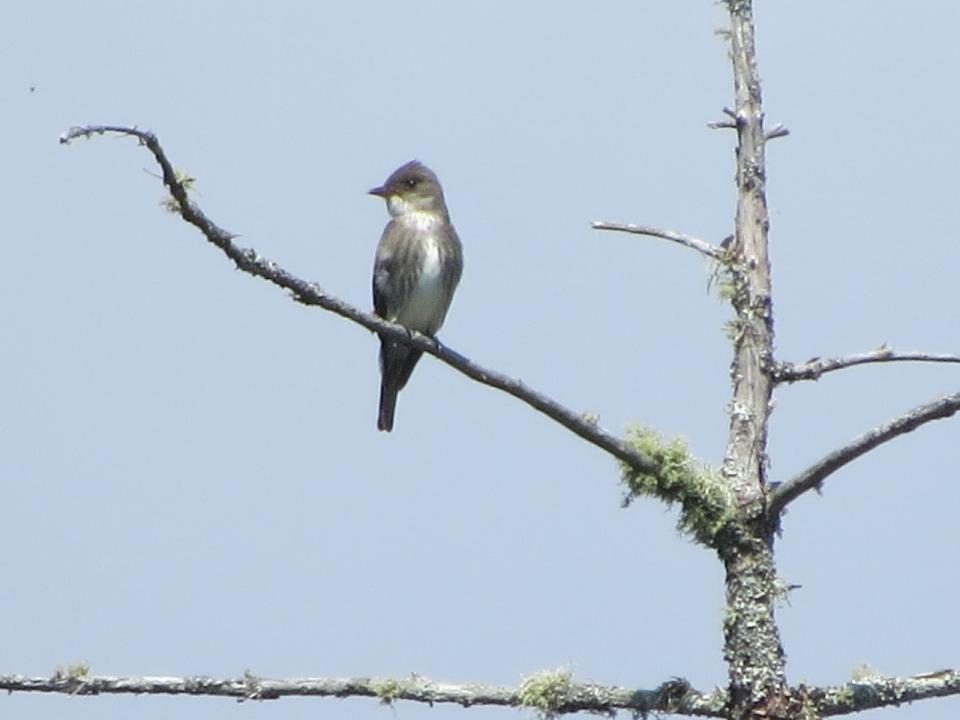 Olive-sided Flycatcher.  Photo by Joan Collins