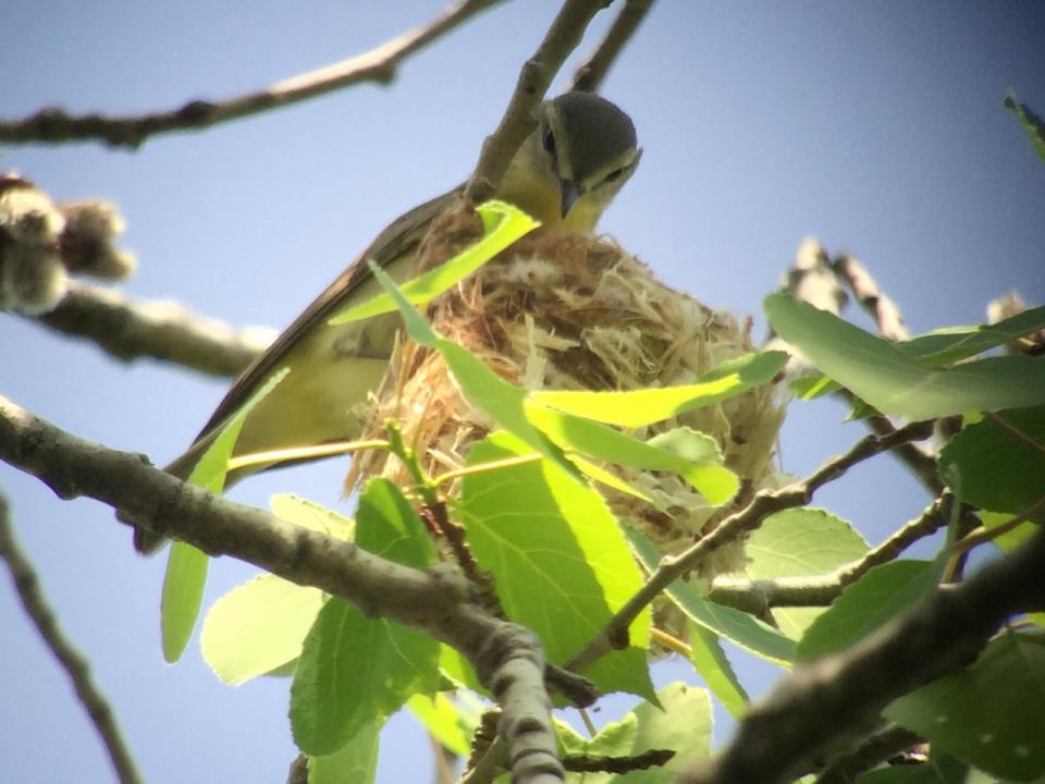 Philadelphia Vireo building a nest. Photo by Joan Collins