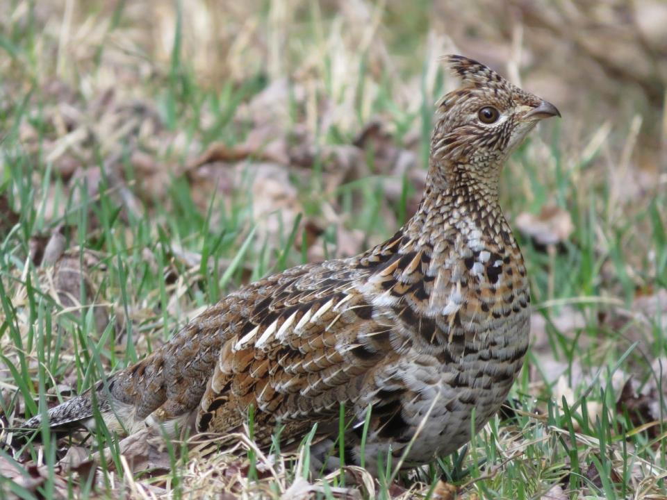 Ruffed Grouse along Sabattis Circle Road. Photo by Joan Collins