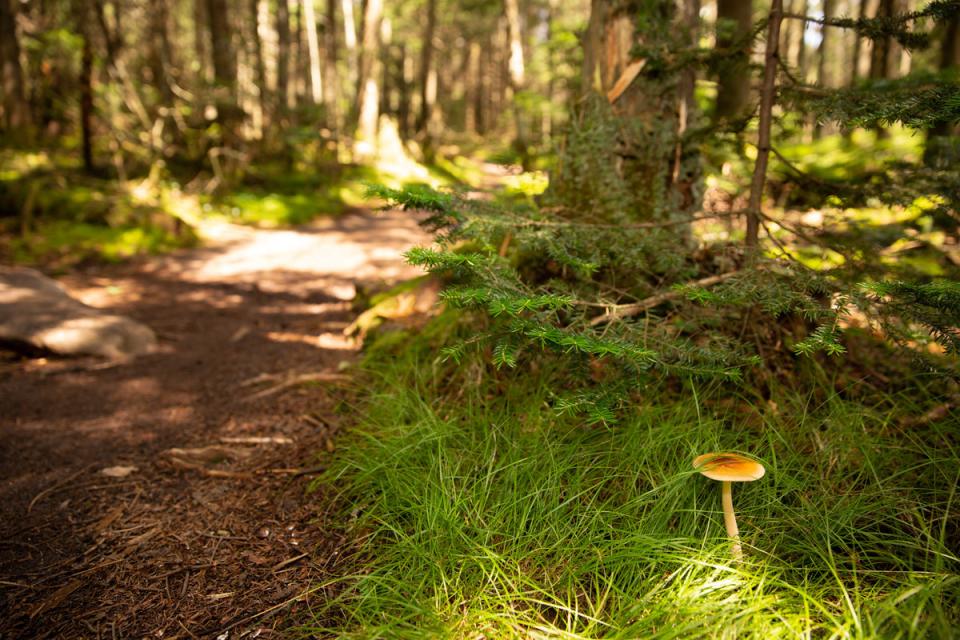 Close-up of fungi growing in a shady forest.