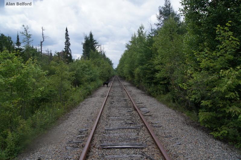 Wren walks in along the railroad bed which leads into Hitchins Bog.