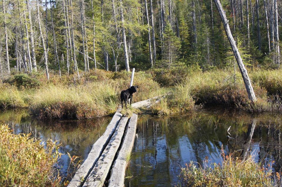 Wren negotiates the bridge which crosses Beaver Brook.