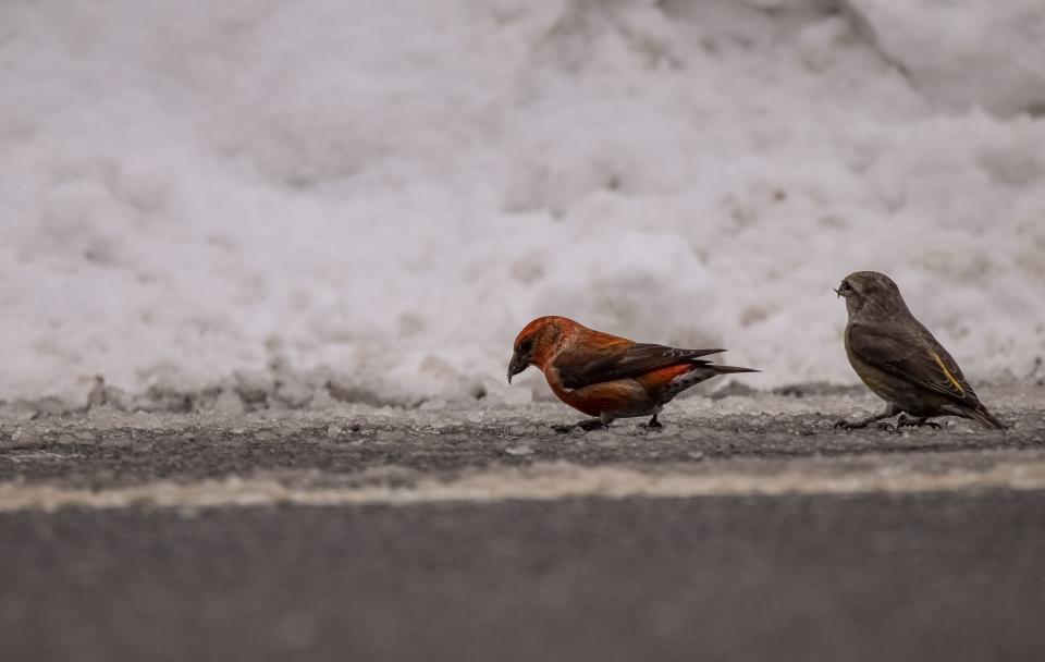 Two birds, red and yellow, on pavement.