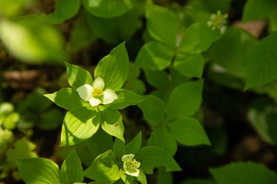 A tiny, compact white flower with a bunch of small berries in the center