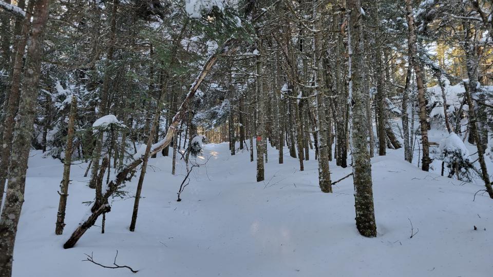 Snow-crusted spruce trees line an unbroken, snowy trail.