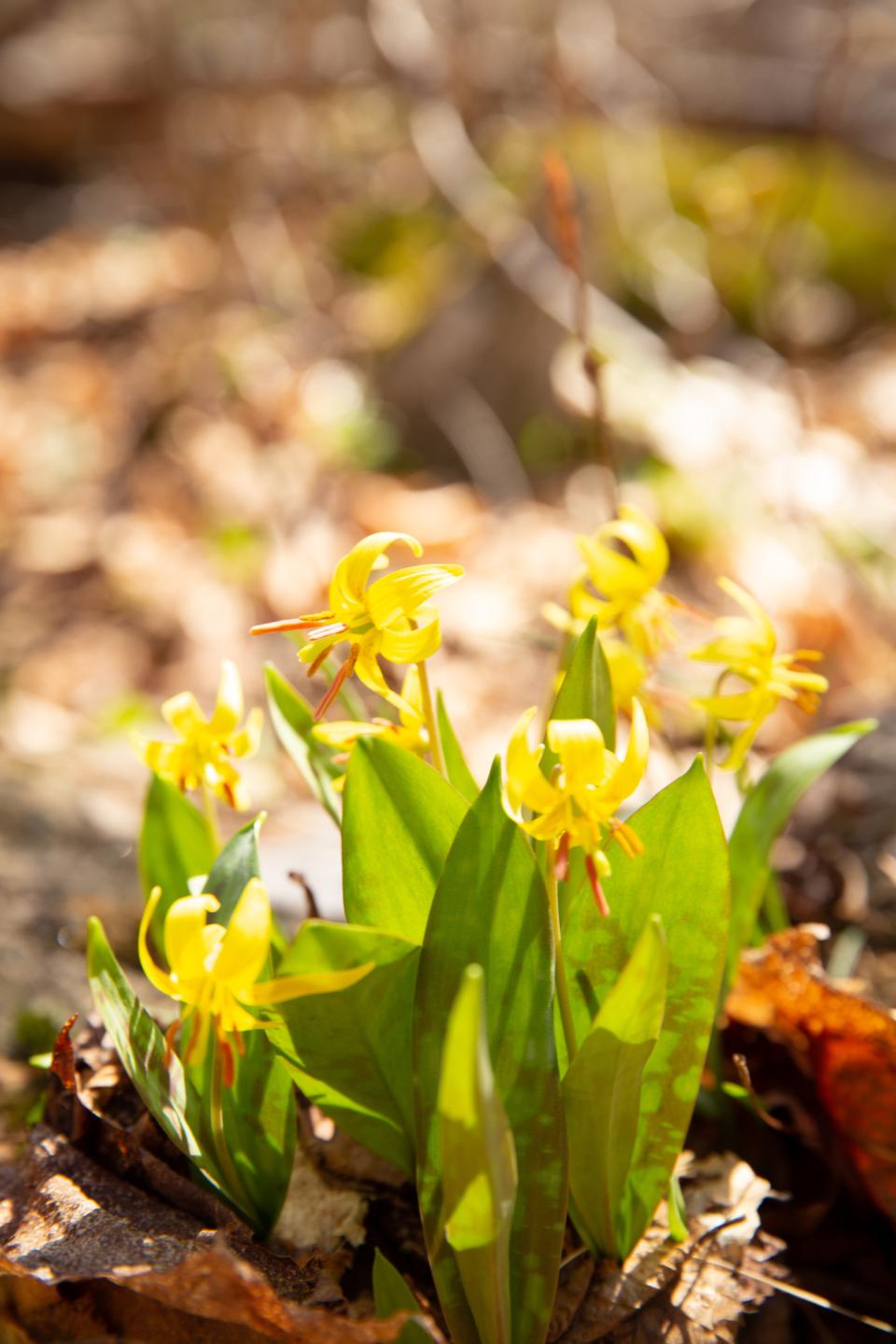 Trout Lily