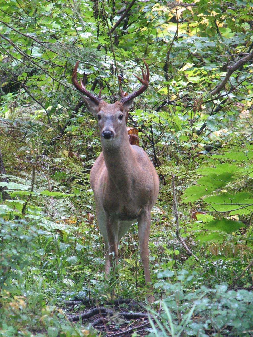 White-tailed deer