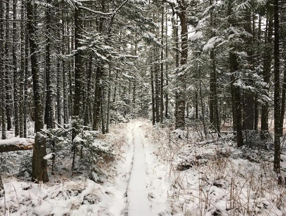 A bog bridge covered in snow