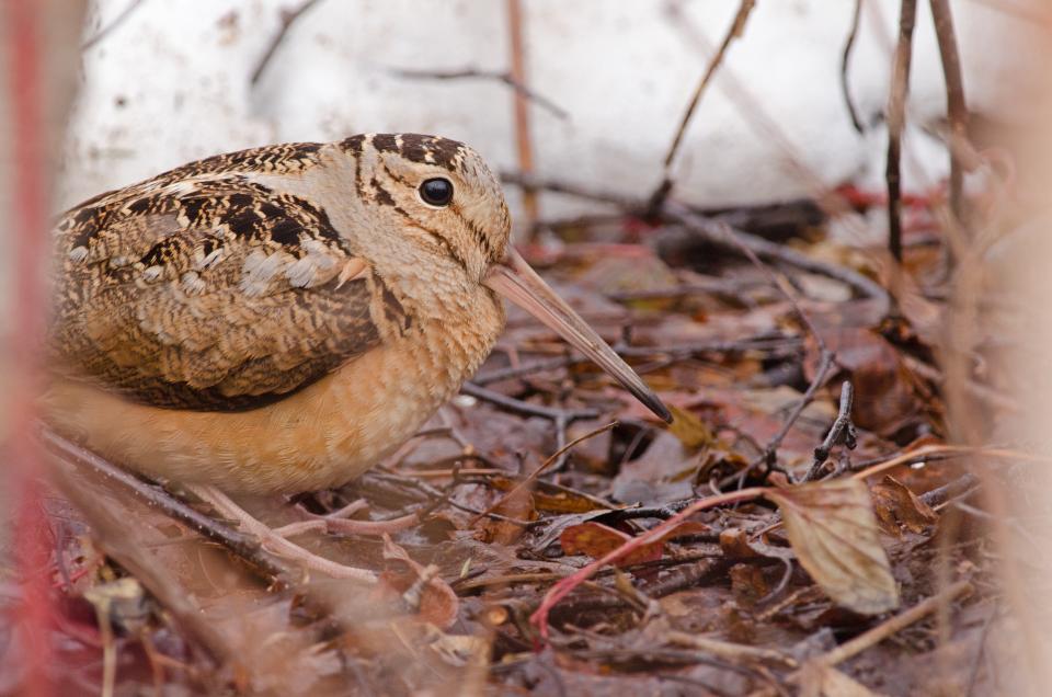 A small, plump, and brown bird with a long bill hides in the same colored vegetation to blend in.