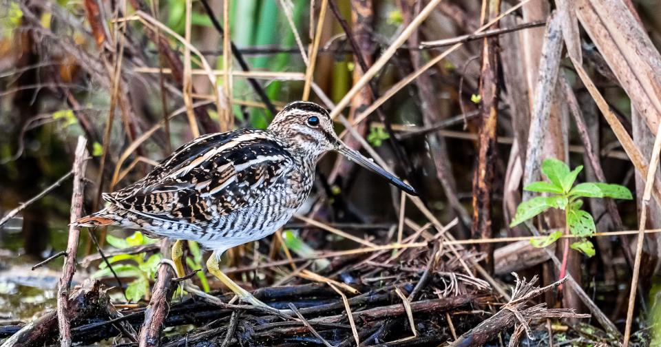 A wading bird of different shades of brown with a long bill walks among light brown colored vegetation.