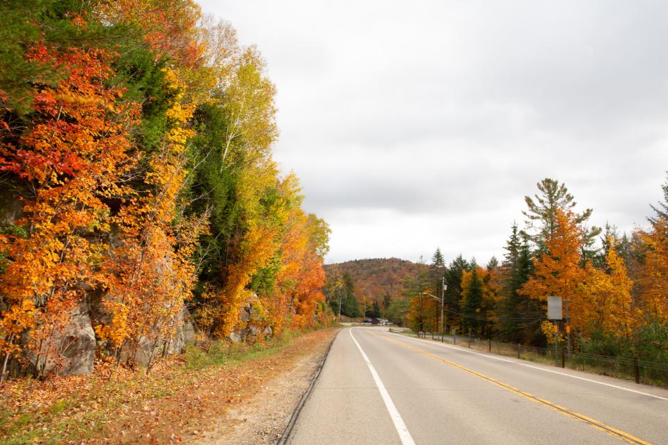 a road hugged by foliage.