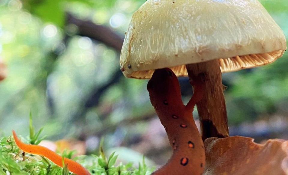 a mushroom growing on the forest floor