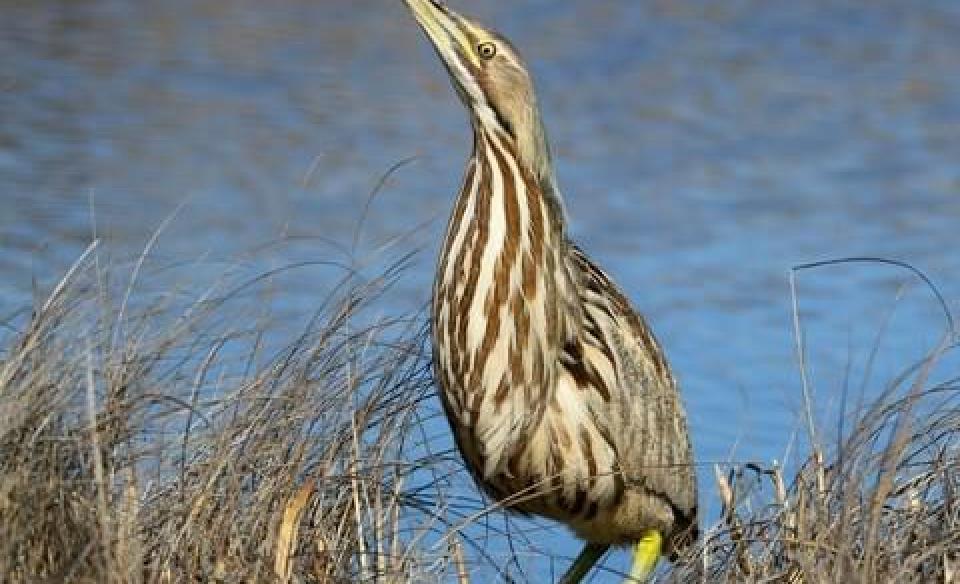 A bird standing on the bank by the water with a long slender beak up in the air and with multi-colored, brown feathers that appear to make a striped pattern down his neck