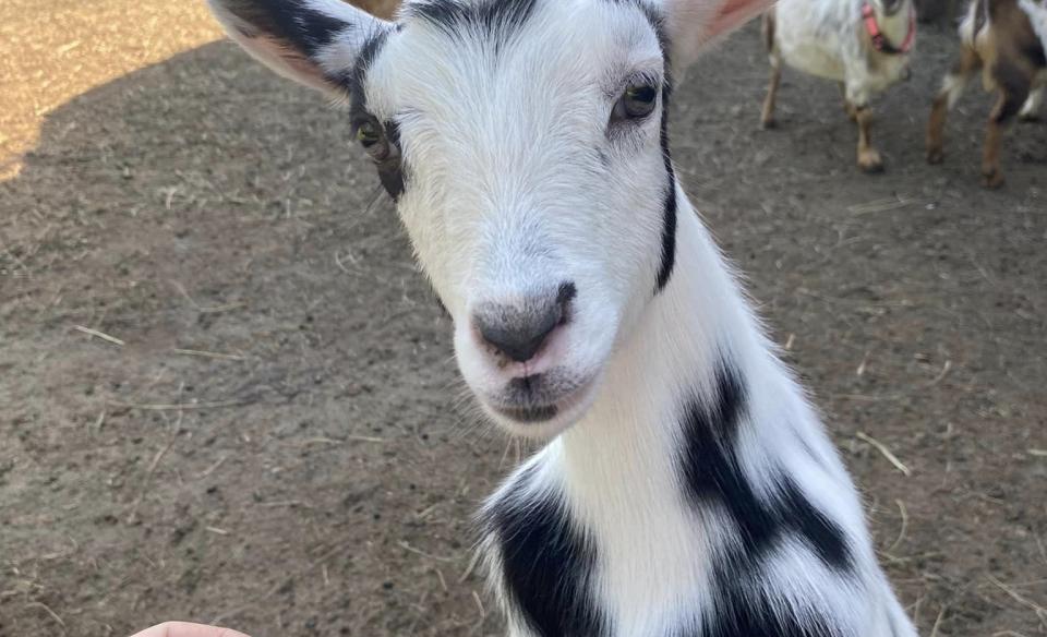 A black and white goat looking at the camera