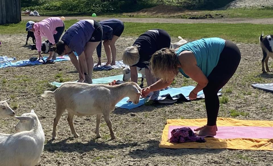 People doing a yoga pose with one of the ladies petting a goat that is in front of her