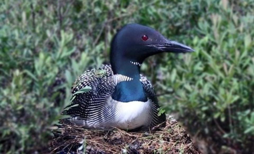 a loon sitting on its nest