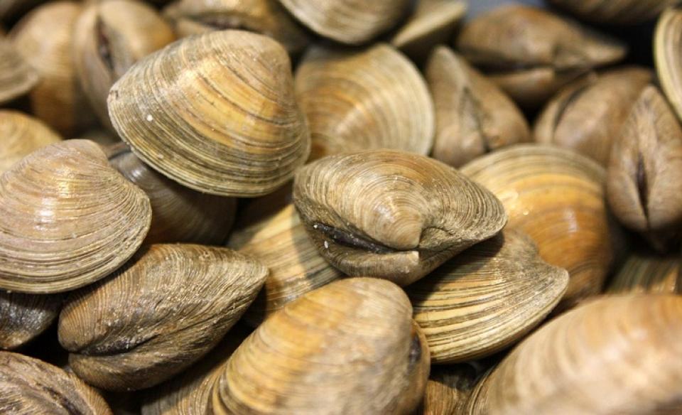 a photo of a bunch of fresh water clams