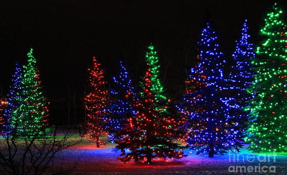 several pine trees with lights on them lit up at night