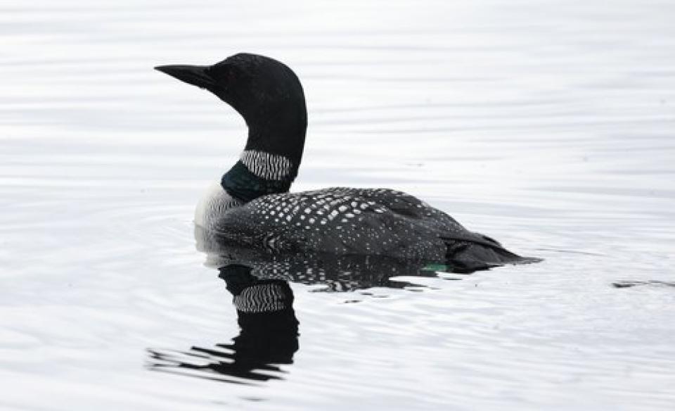 A loon swimming in the lake