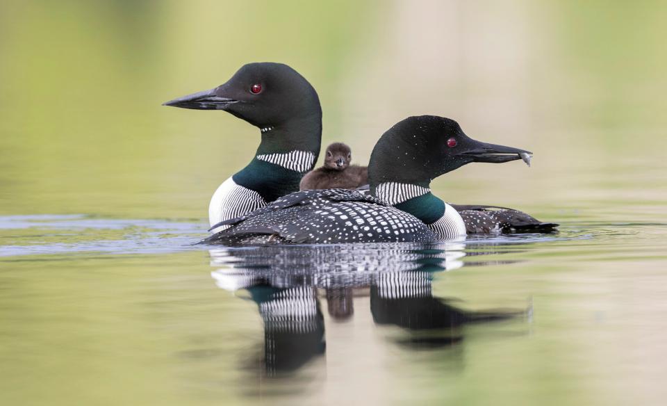 a pair of loons floating on the lake each facing in the opposite direction and one of them has a baby loon on its back