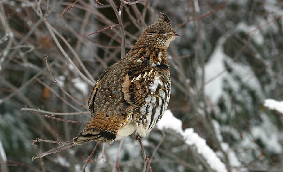 a gruffed grouse in winter perched on a branch