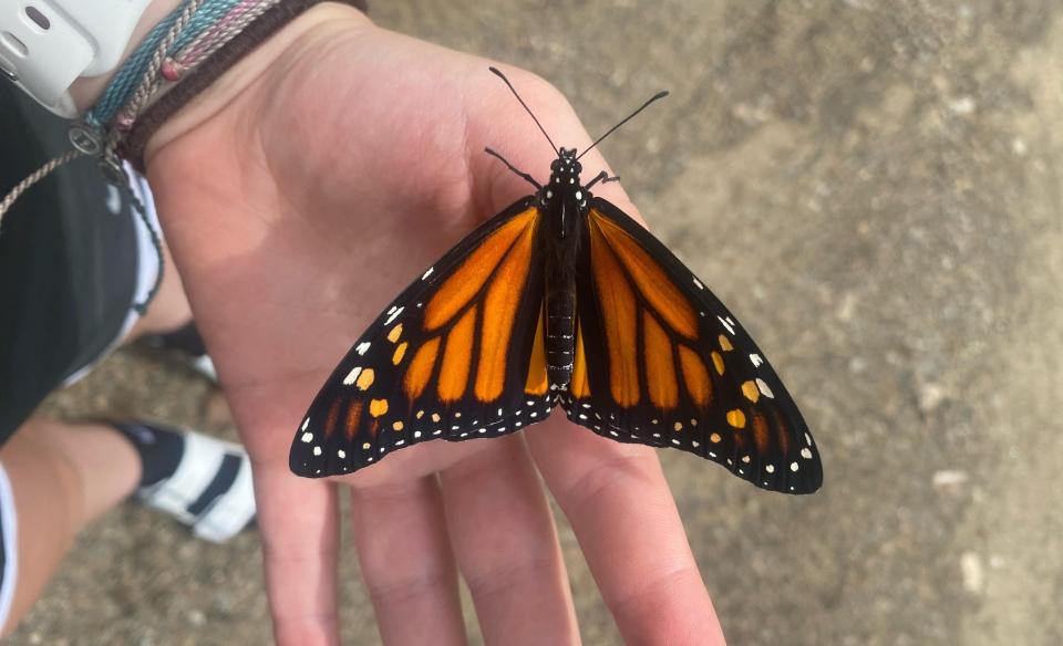 a monarch butterfly resting on someone's hand