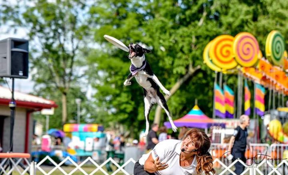 A dog jumps through the air to catch a frisbee in a fairground